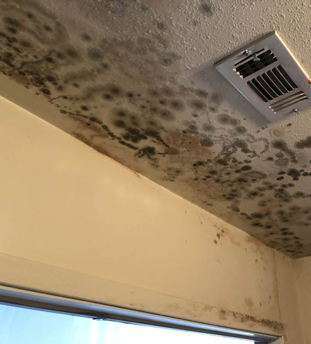 mold-removal