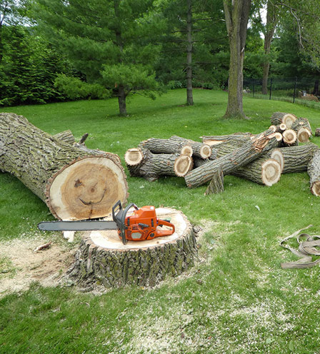 tree removal